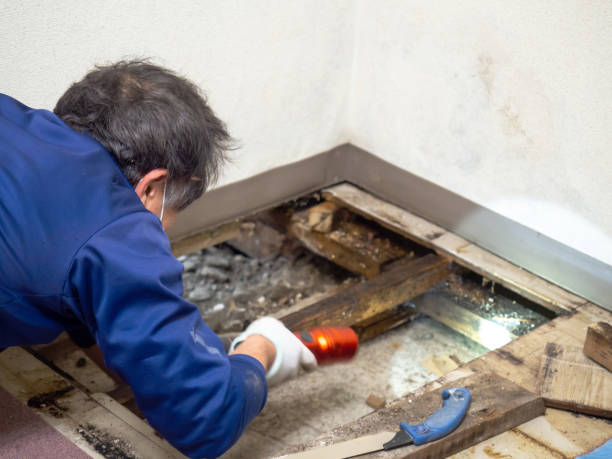 Best Black Mold Remediation in Ottawa, KS