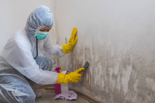 Best Basement Mold Remediation in Ottawa, KS