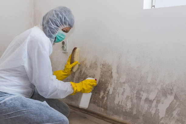 Best Post-Flood Mold Remediation in Ottawa, KS