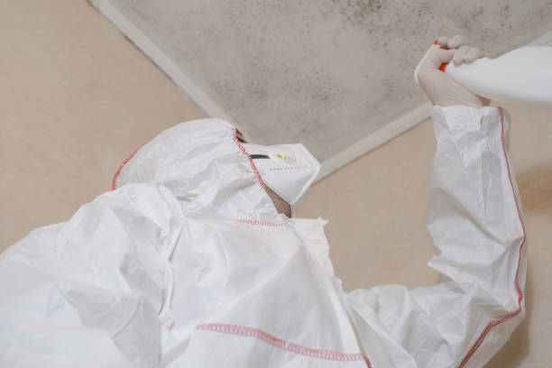 Best Attic Mold Remediation in Ottawa, KS