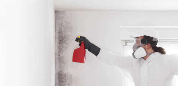 Best White Mold Remediation in Ottawa, KS