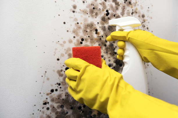 Best Residential Mold Remediation in Ottawa, KS