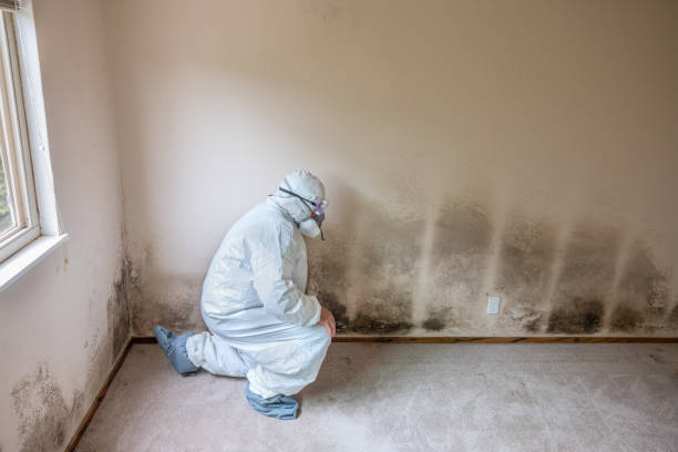 Best Mold Remediation for Specific Building Types in Ottawa, KS