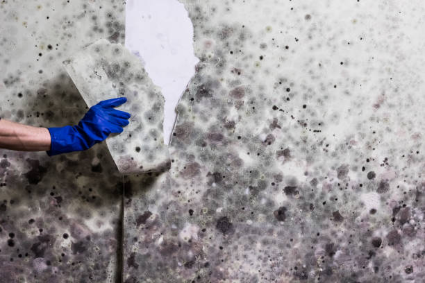 Best Health and Safety Mold Remediation in Ottawa, KS
