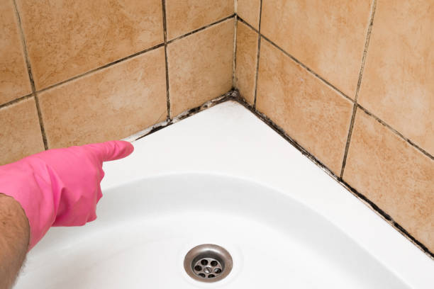 Best Residential Mold Remediation in Ottawa, KS